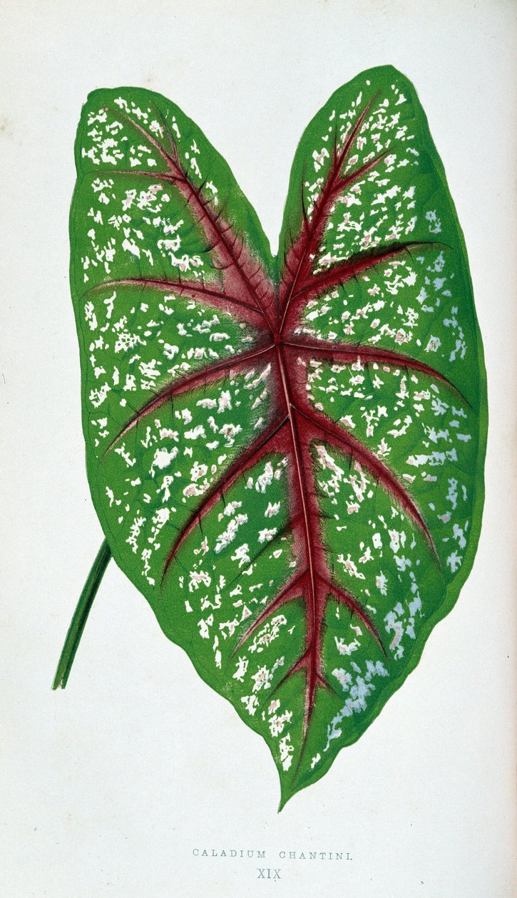 Foglia di Caladium Chantini. Tavola botanica in "Piante con fogliame colorato" da Joseph Edward and Howard W Lowe