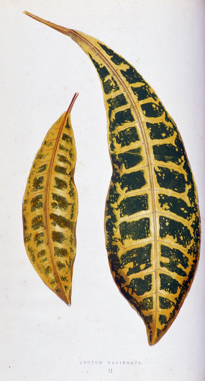 Foglia di Croton variegata. Tavola botanica in "Piante con fogliame colorato. Collezione delle specie più notevoli utilizzate per decorare giardini, serre e appartamenti, di Edward Joseph Lowe e W. Howard, membri della London Horticulture Society" da Joseph Edward and Howard W Lowe