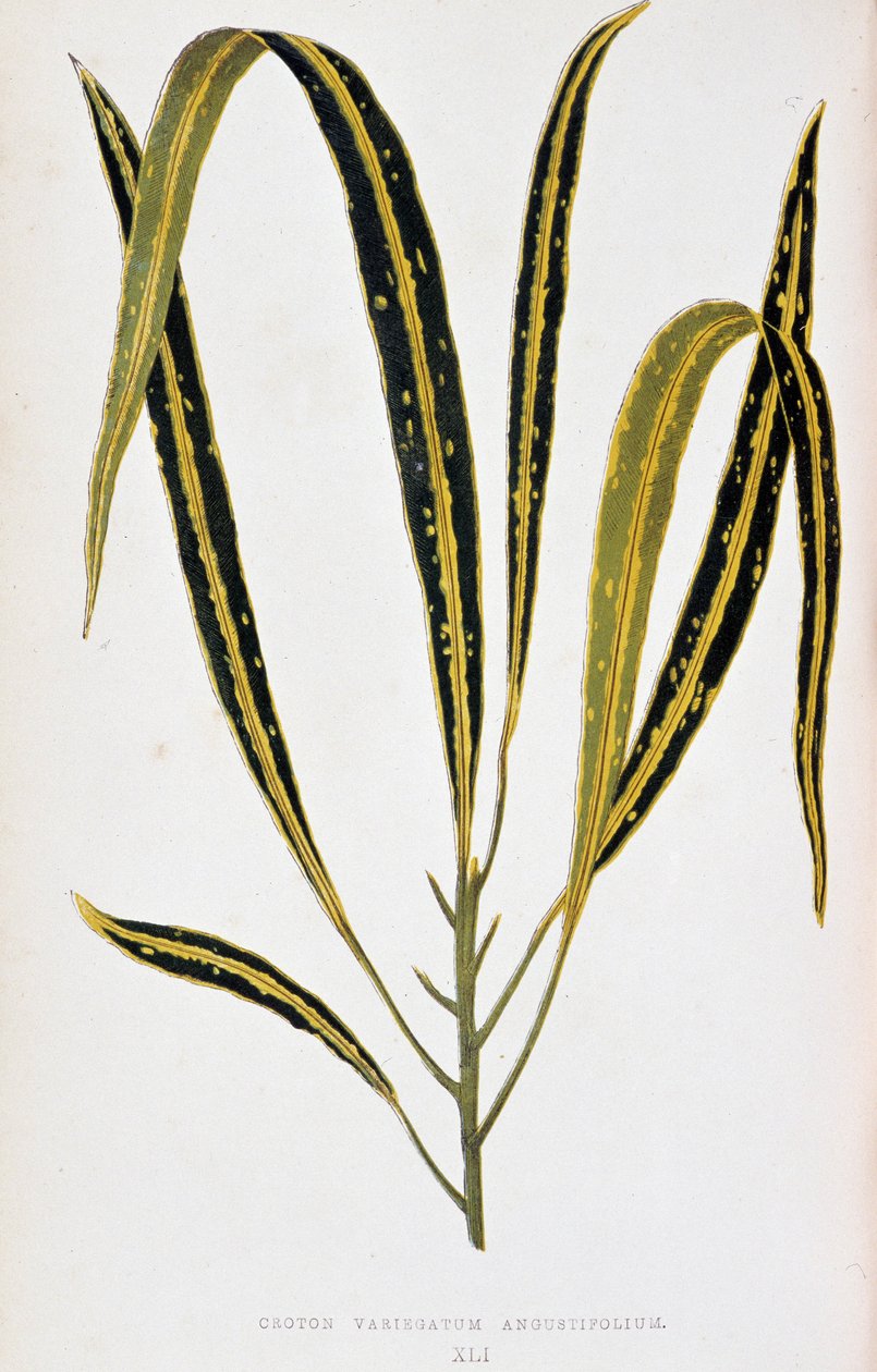 Foglia di Croton variegatum angustifolium da Joseph Edward and Howard W Lowe