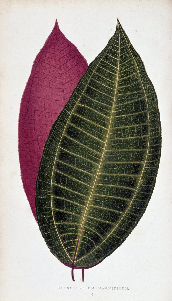 Foglia di Cyanophyllum Magnificum. Tavola botanica in 