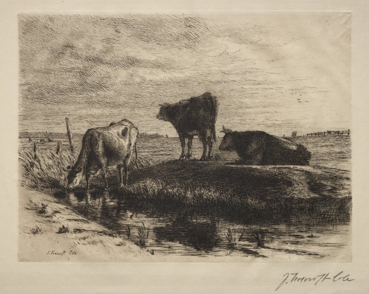 Le tre mucche da Joseph Foxcroft Cole