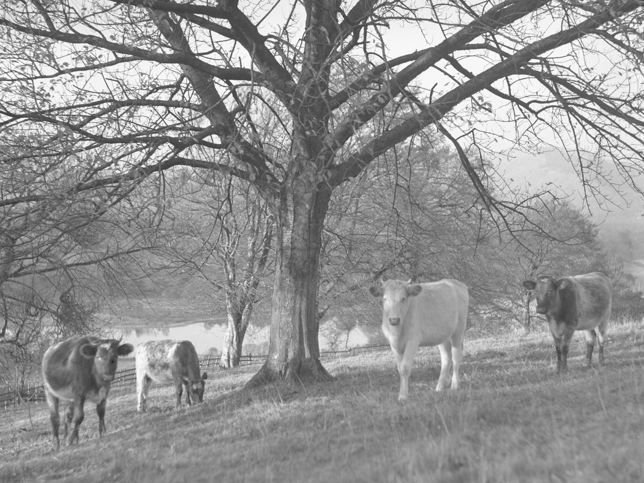 Un gruppo di mucche in un campo con un lago sullo sfondo da Joseph Hardman