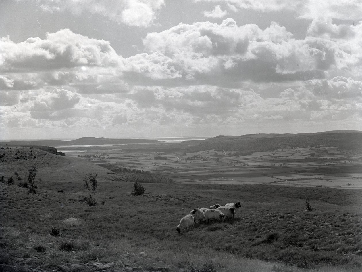 Un piccolo gregge di pecore cornute a Scout Scar da Joseph Hardman
