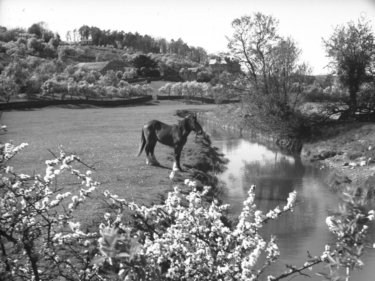 Fiore in primo piano con cavallo in piedi accanto a un ruscello nel campo oltre da Joseph Hardman