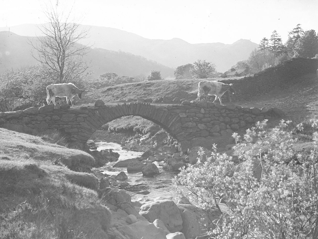 Mucche a passeggio su un ponte di pietra con ruscello sottostante da Joseph Hardman