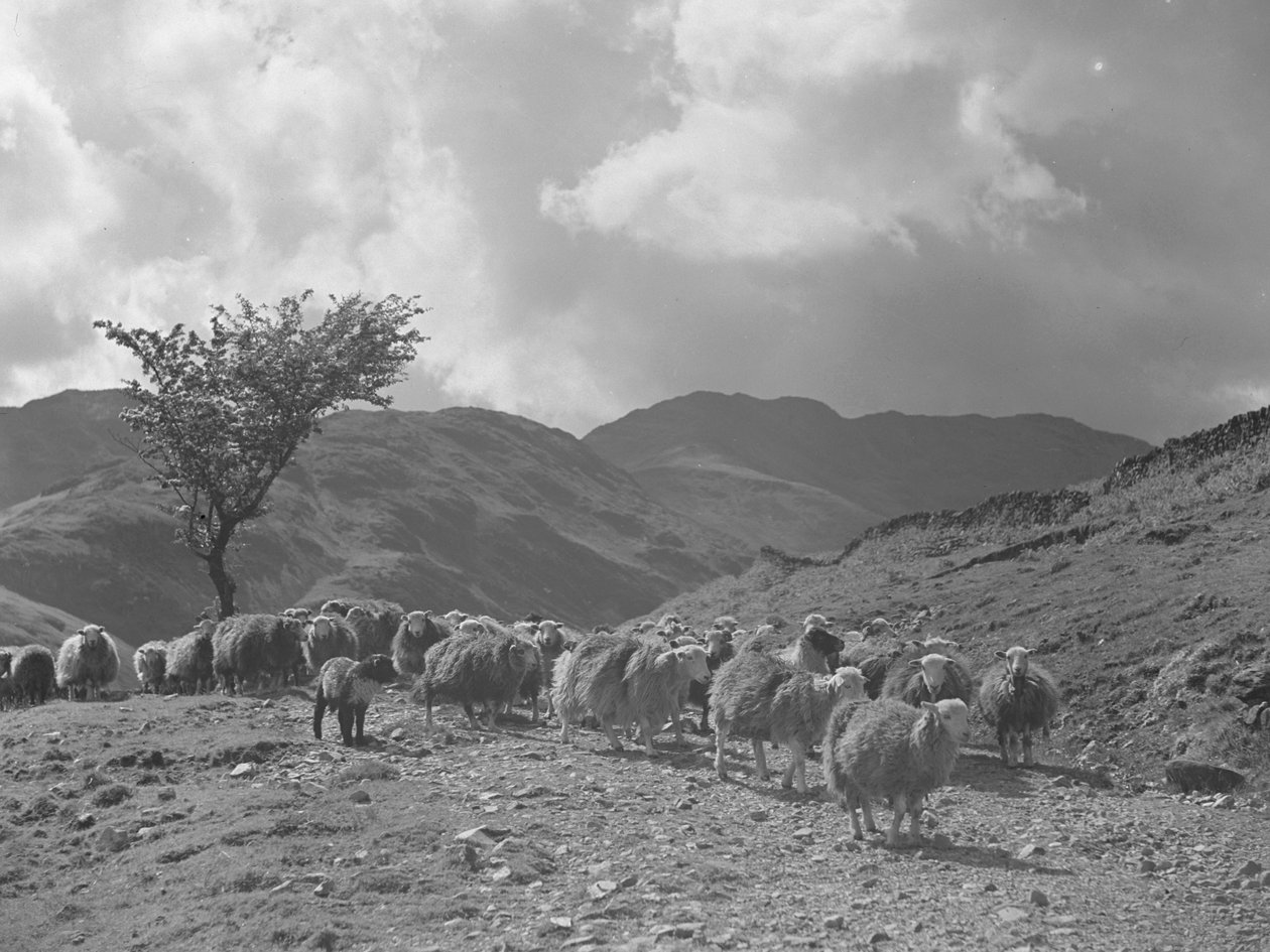 Gregge di pecore con le colline sullo sfondo da Joseph Hardman