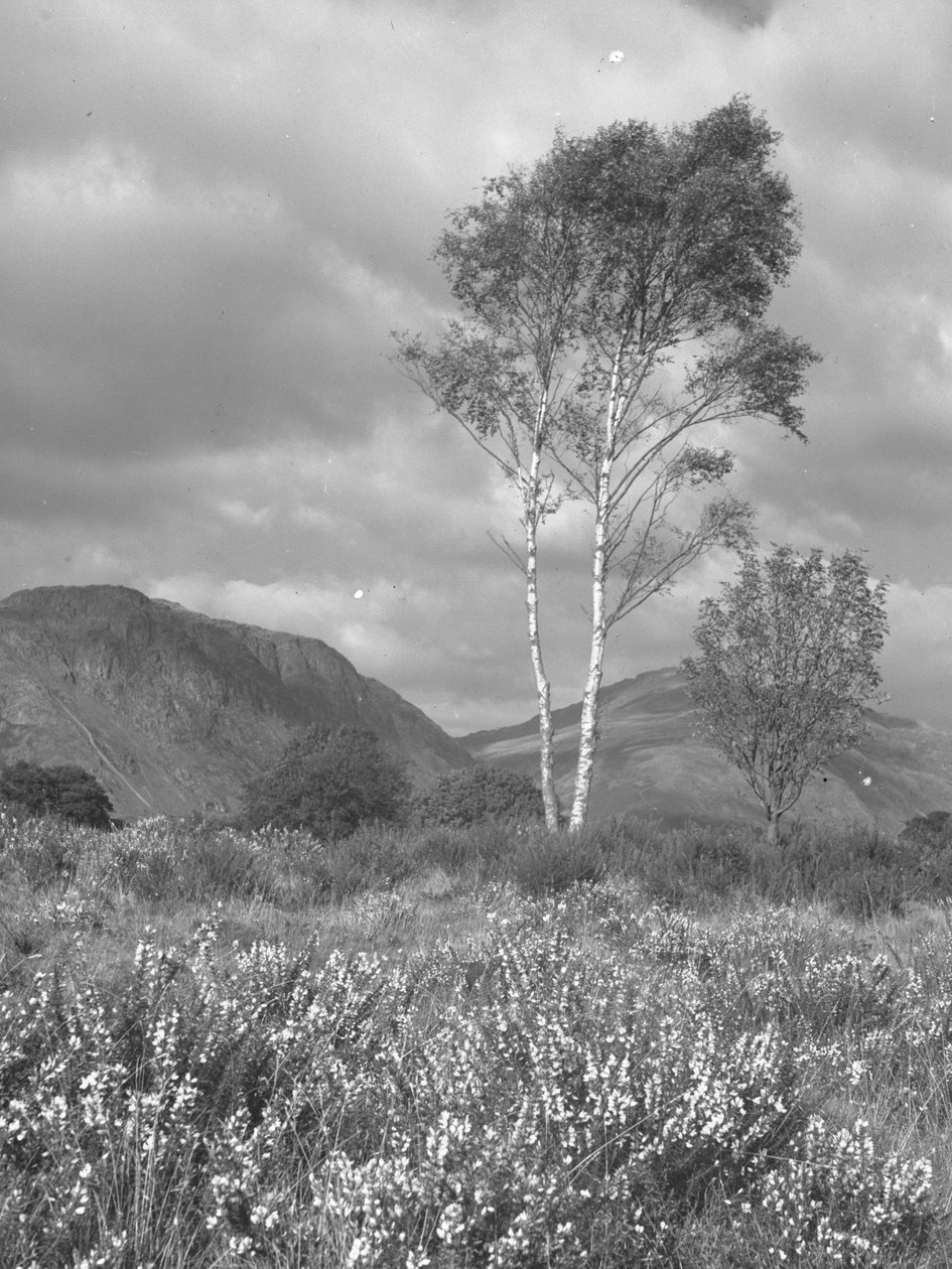 Fiori e alberi davanti alle cascate da Joseph Hardman