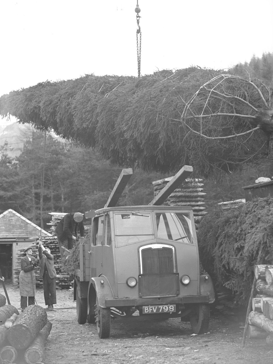 Un camion viene caricato con un albero di Natale da Joseph Hardman