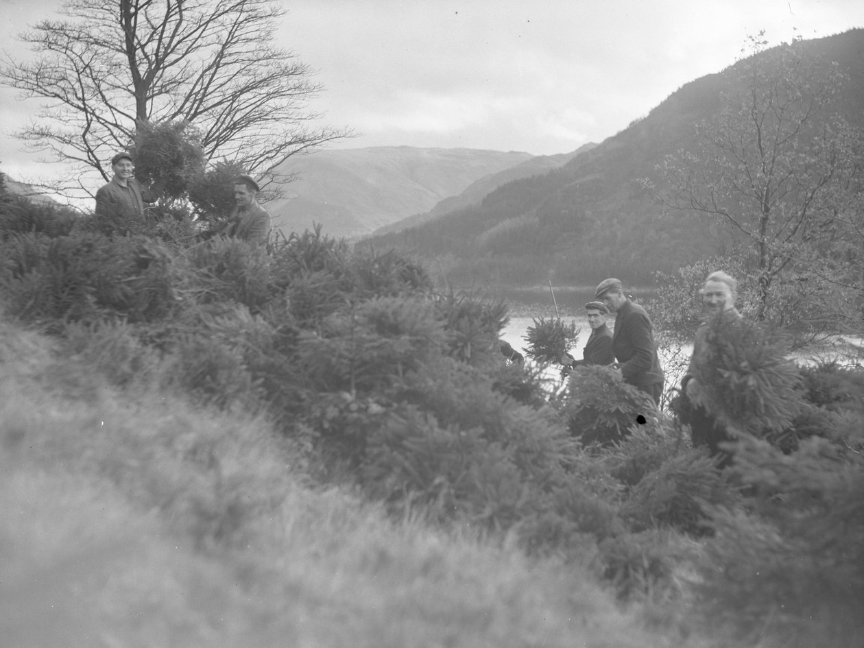 Uomini al lavoro tra gli alberi di Natale abbattuti a Thirlmere da Joseph Hardman