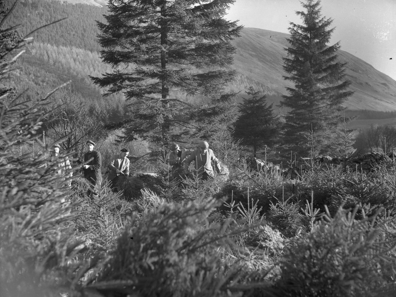 Uomini al lavoro tra gli alberi di Natale abbattuti a Thirlmere da Joseph Hardman