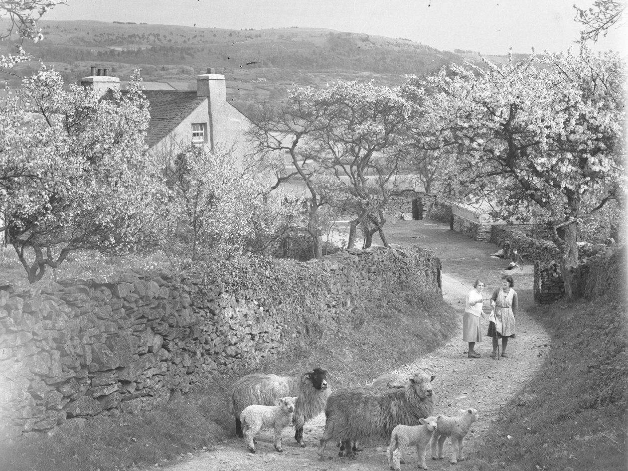 Pecore e agnelli sul sentiero con alberi in fiore ai lati da Joseph Hardman