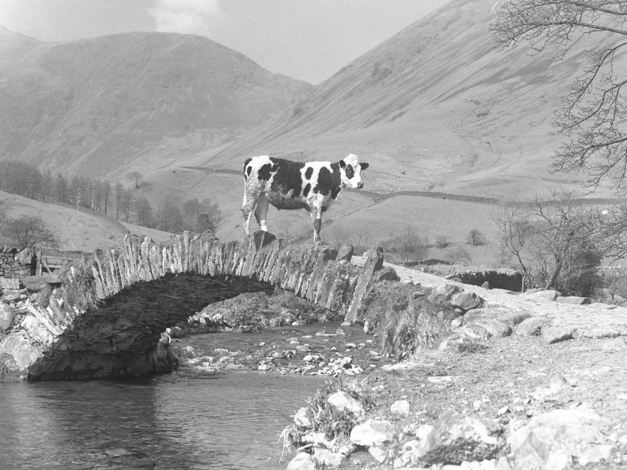 Mucca singola in cima al ponte dei cavalli da soma da Joseph Hardman