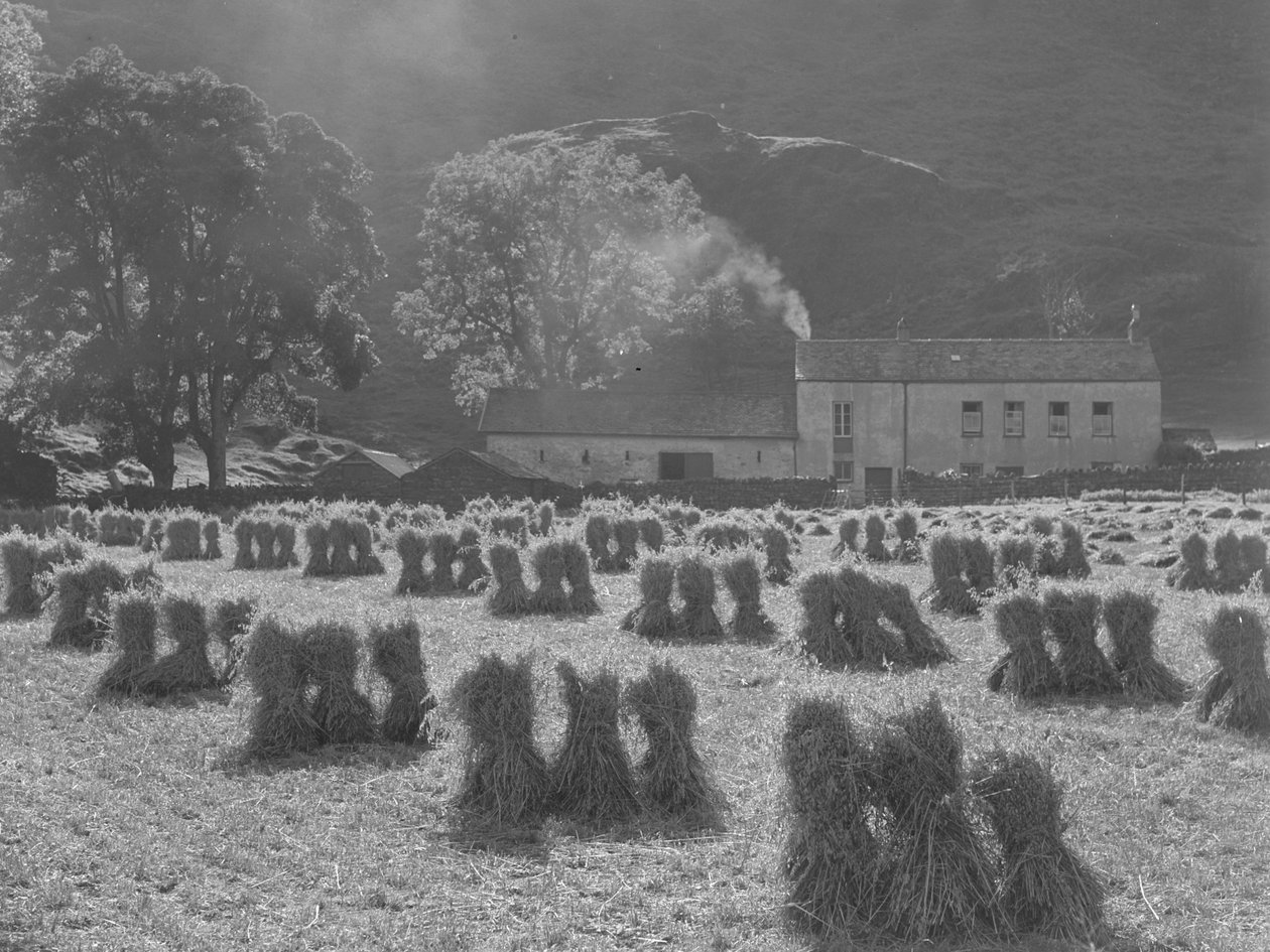 Stocchi di mais in primo piano e cascina sullo sfondo da Joseph Hardman