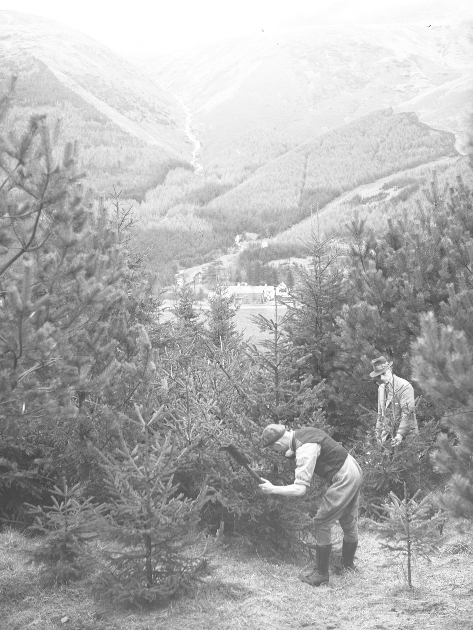 Due uomini che abbattono un albero di Natale con un