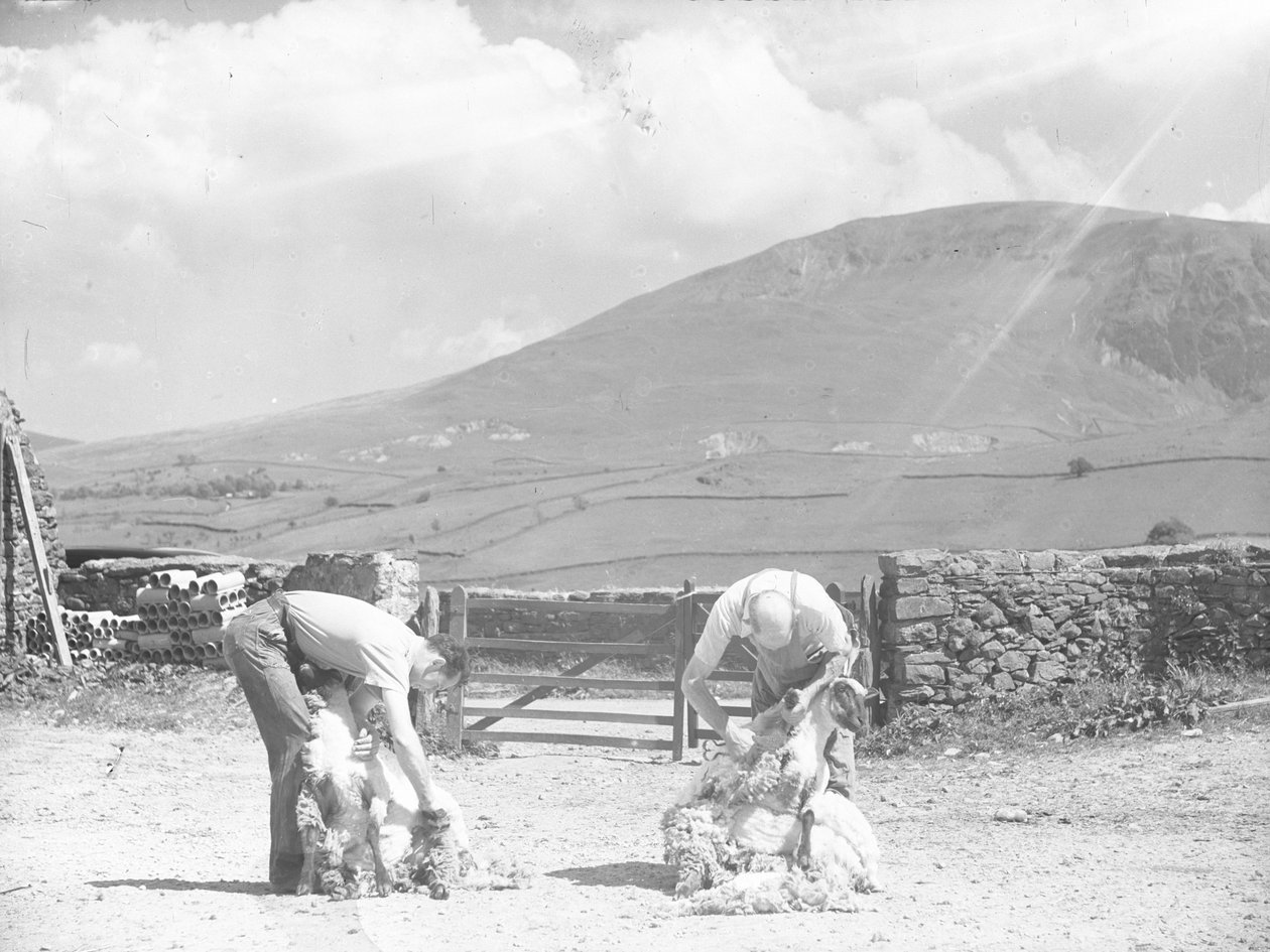 Due pecore vengono tosate a mano a Thirlmere da Joseph Hardman