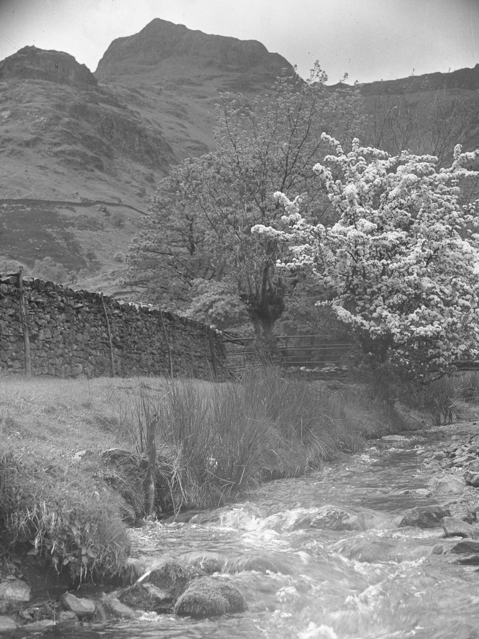 Vista di un ruscello di montagna con albero in fiore in primo piano e Langdale Pikes sullo sfondo da Joseph Hardman