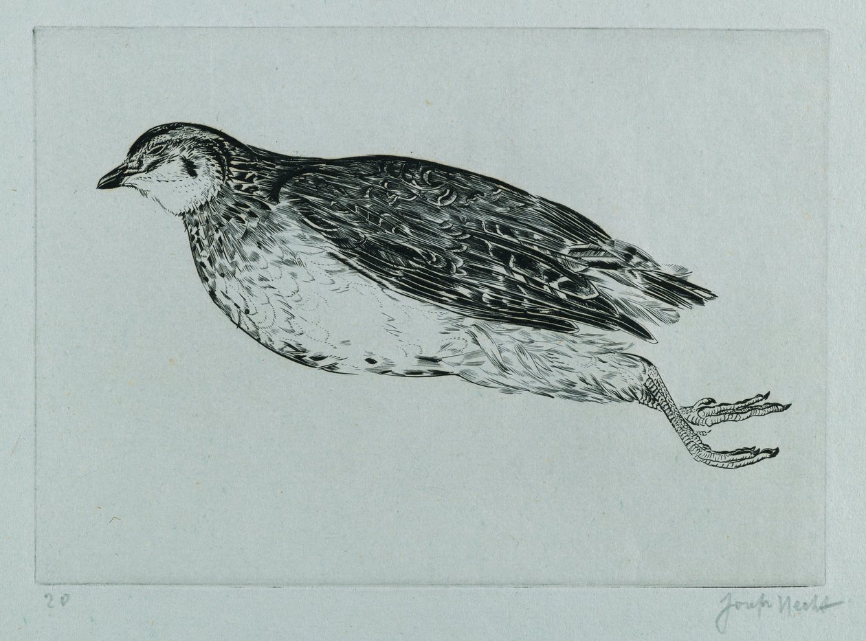 Pernice Morta (La Perdrix) (incisione) da Joseph Hecht