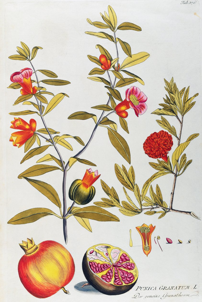 Melograno (Punica granatum) di Joseph Jacob von Plenck, da Icones plantarum medicinalium, Vienna da Joseph Jacob Plenck