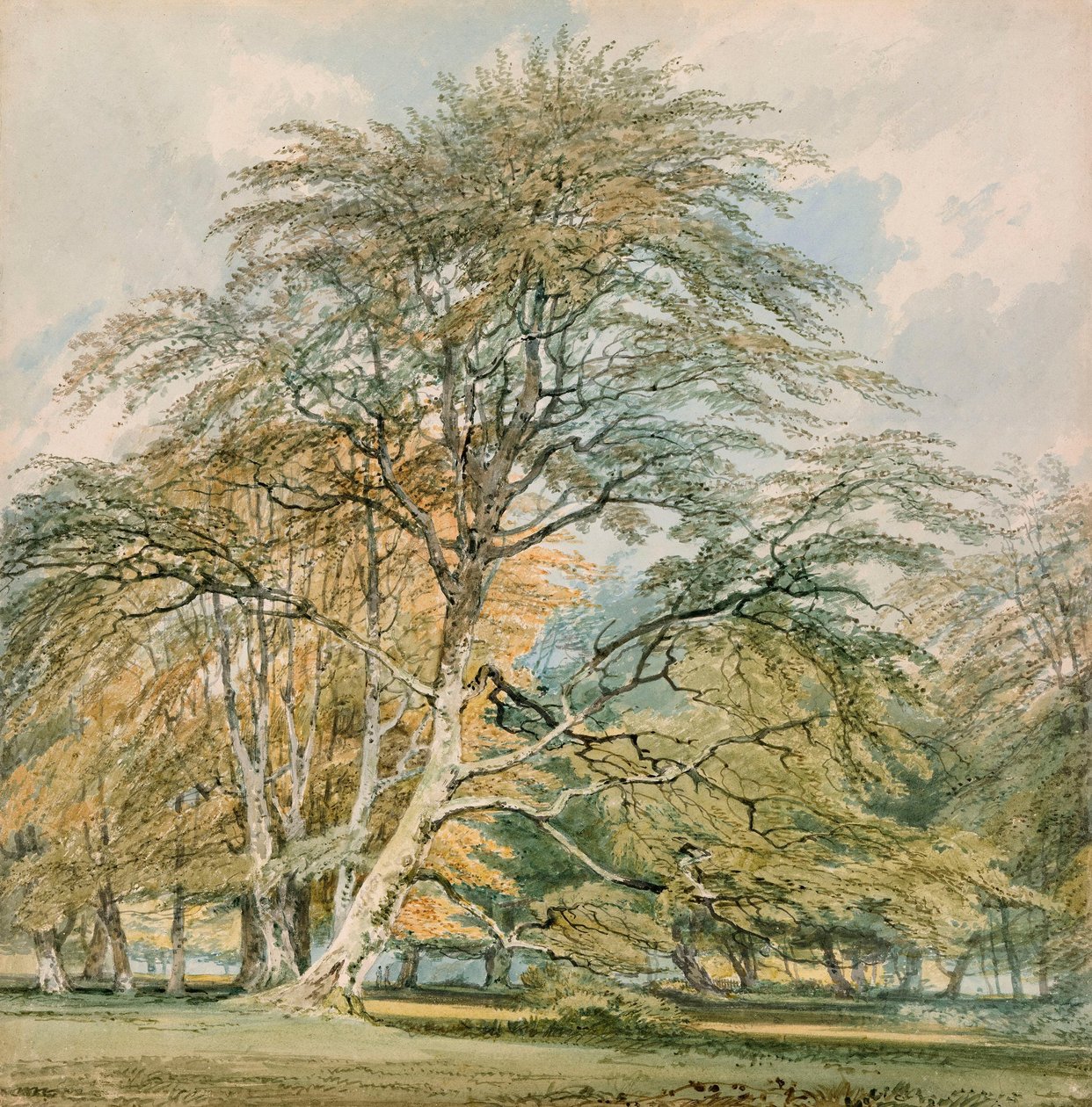 Faggi a Norbury Park, Leatherhead, Surrey da Joseph Mallord William Turner