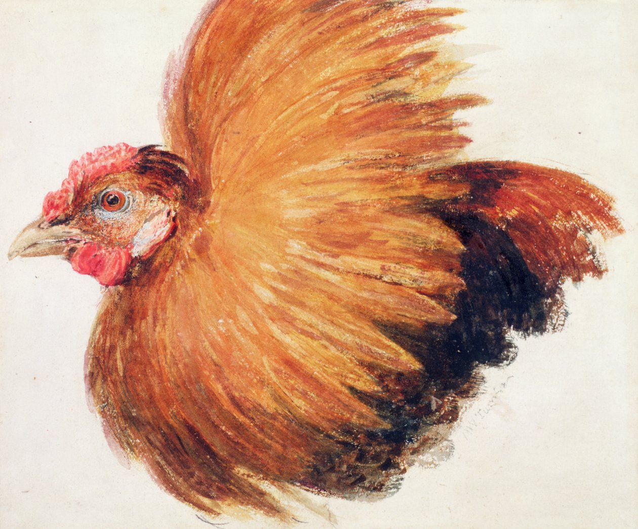 Gallo da combattimento, dal libro degli uccelli di Farnley, c.1816 da Joseph Mallord William Turner