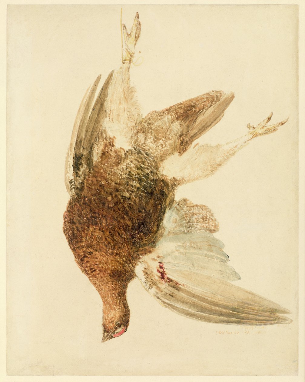 Gallo cedrone, dal Libro degli Uccelli di Farnley da Joseph Mallord William Turner