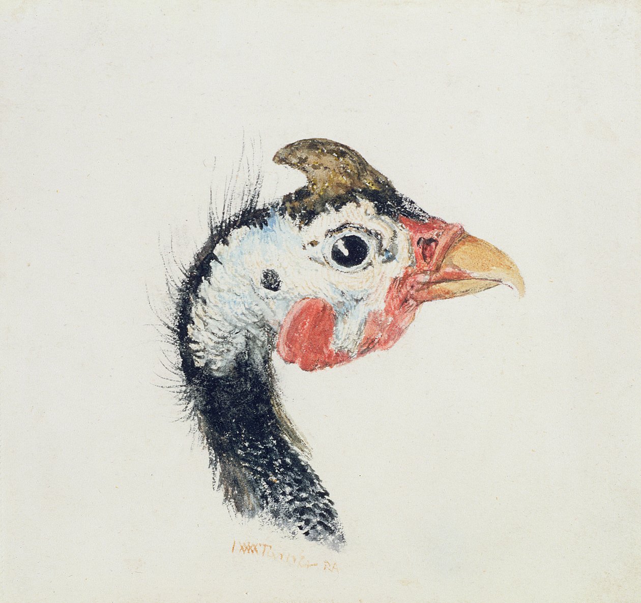 Faraona, da The Farnley Book of Birds, c.1816 da Joseph Mallord William Turner