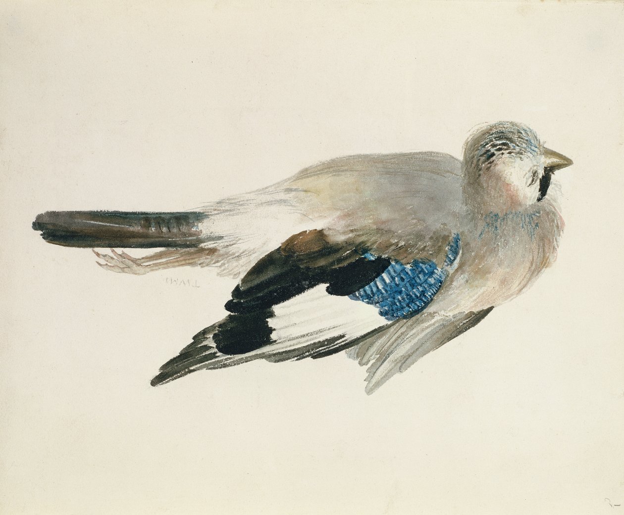Ghiandaia, dal Libro degli Uccelli di Farnley, c.1816 da Joseph Mallord William Turner