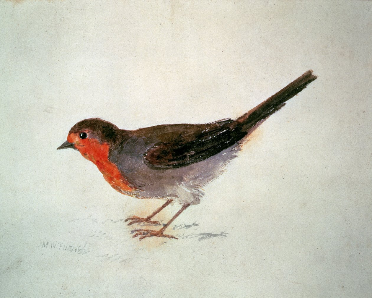 Pettirosso, dal Libro degli Uccelli di Farnley, c.1816 da Joseph Mallord William Turner