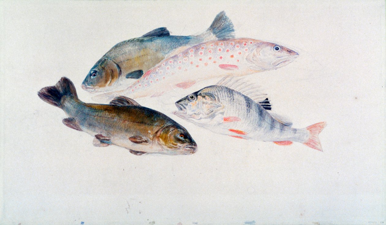 Studio di pesci: Due tinche, una trota e un persico, c. 1822-1824 da Joseph Mallord William Turner