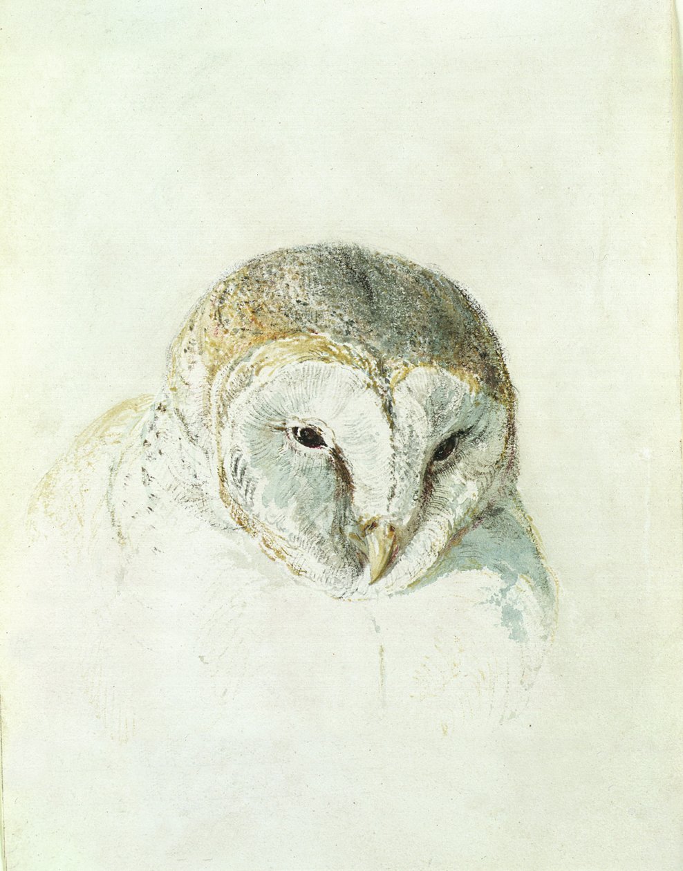 Barbagianni bianco, dal Libro degli Uccelli di Farnley da Joseph Mallord William Turner