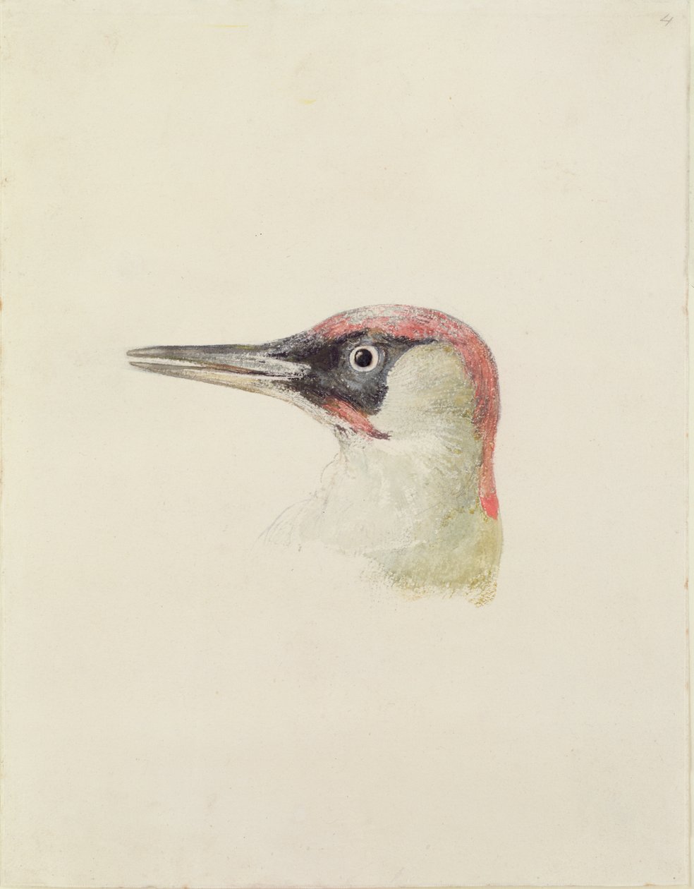 Picchio, dal Libro degli Uccelli di Farnley, c.1816 da Joseph Mallord William Turner