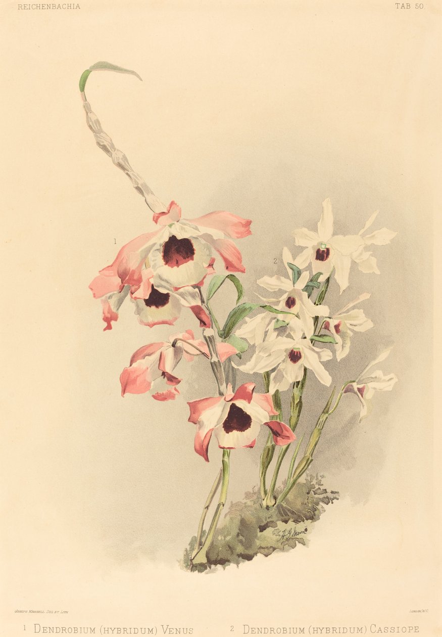Dendrobium Hybridium Venus e Dendrobium Hybridium Cassiope da Joseph Mansell