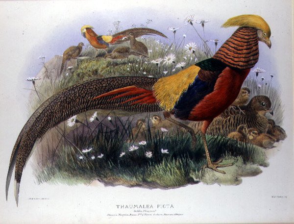 Thaumalea picta (Fagiano dorato) inciso da M. & N. Hanhart da Joseph and Smit J. Wolf