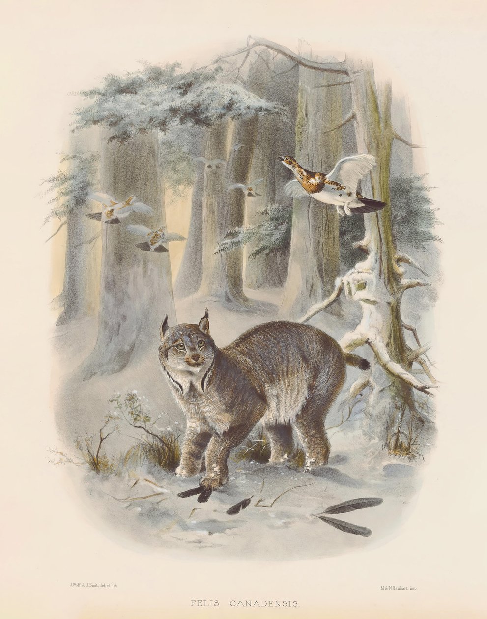  da Joseph Wolf