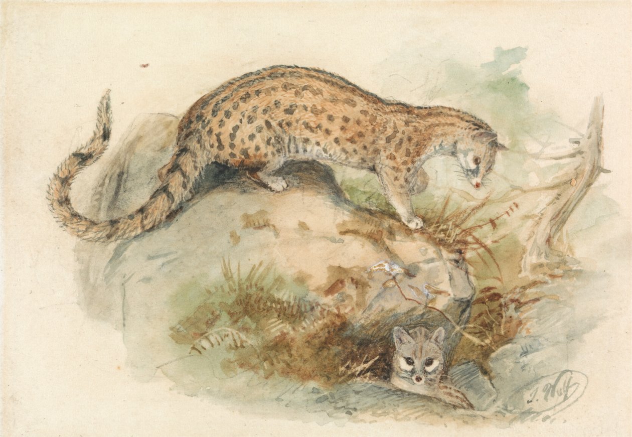Genette da Joseph Wolf