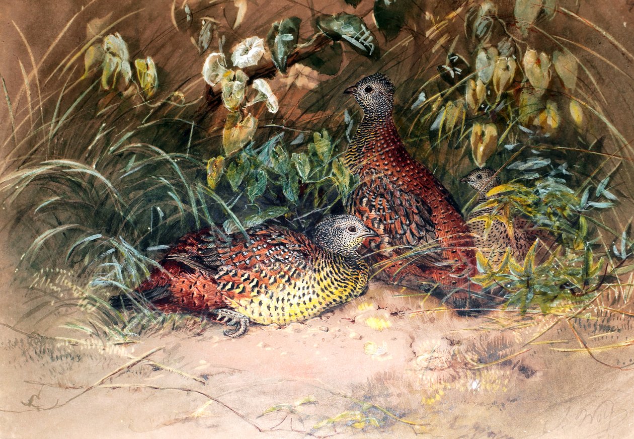 Galloperdix lunulata di Hardwicke, 1852-54 da Joseph Wolf