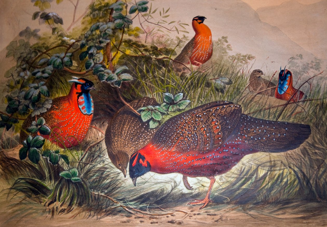 Tragopano cornuto, 1861 da Joseph Wolf