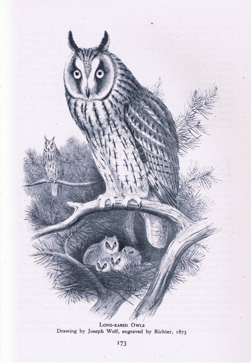 Gufo comune, Nature in Britain pubblicato da Collins, 1946 da Joseph Wolf