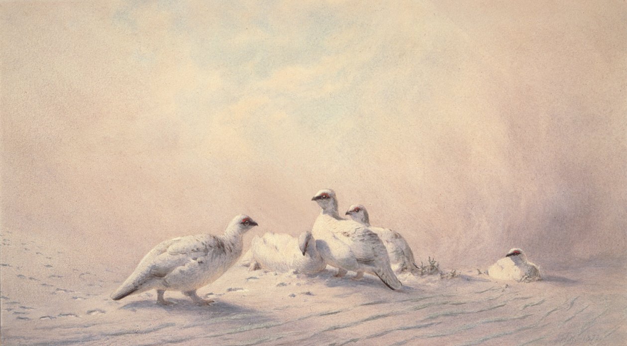 Pernice Bianca, Inverno, 1873 da Joseph Wolf