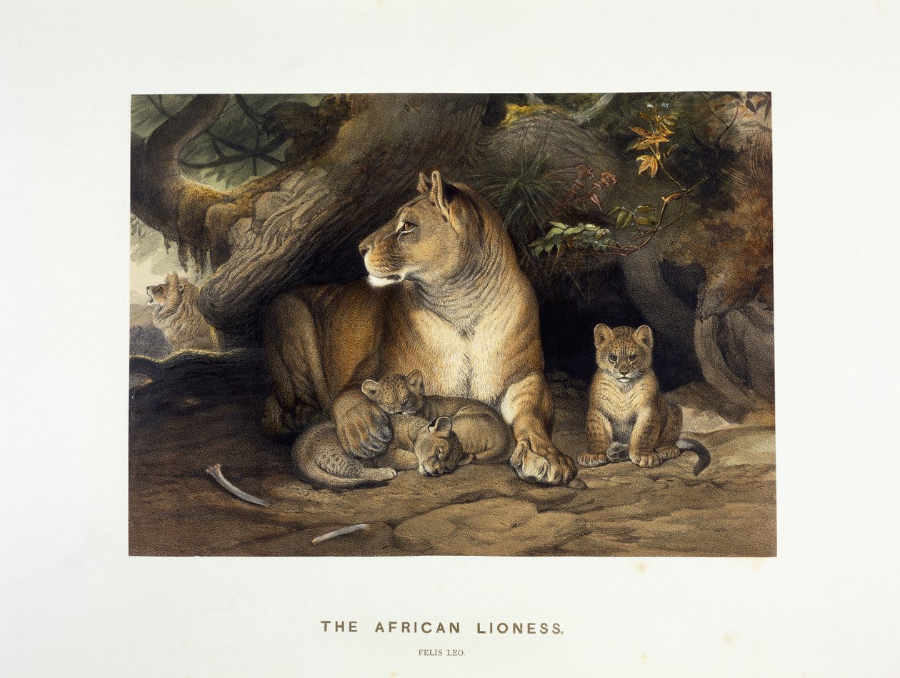 La leonessa africana, c.1880-1883 da Joseph Wolf
