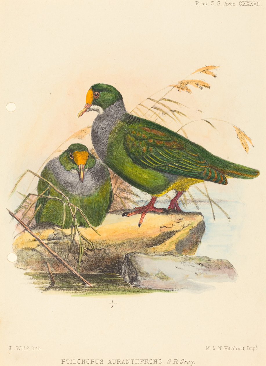 Due uccelli (Ptilonopus Auranthfrons) da Joseph Wolf