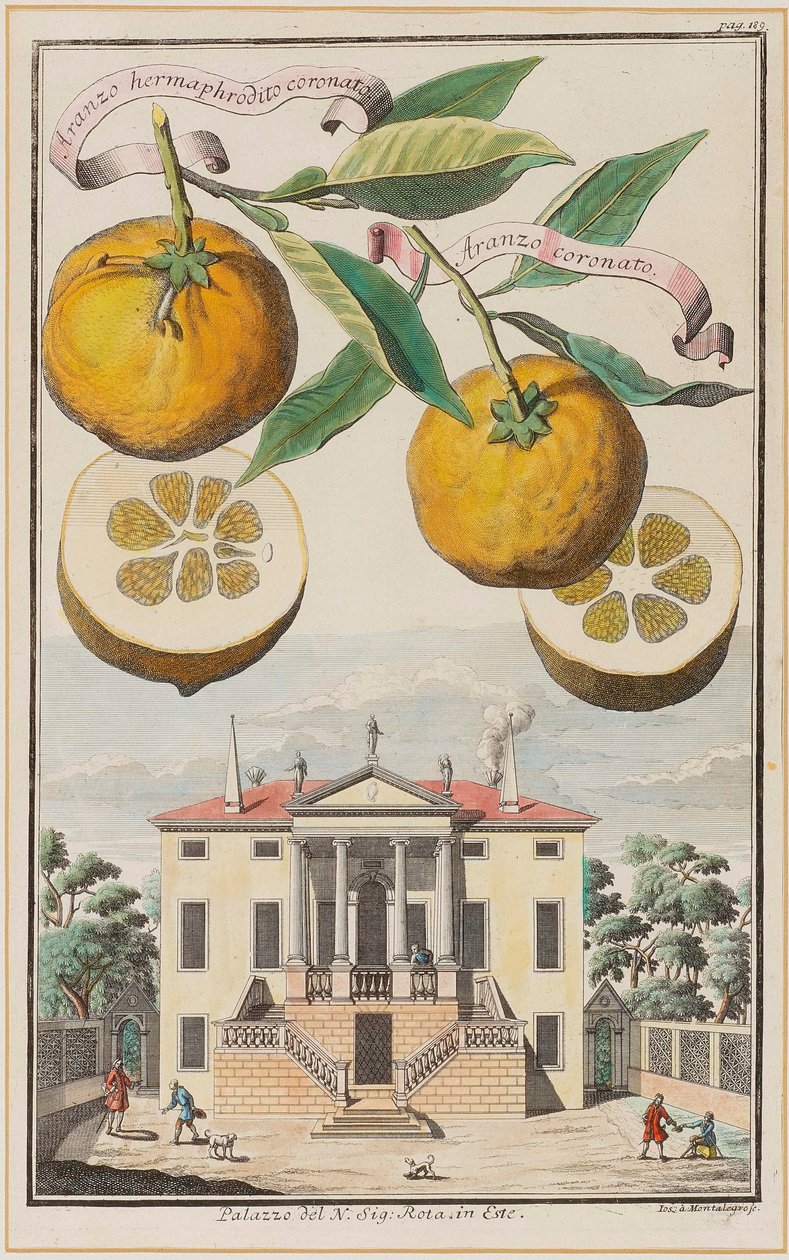 Aranzo ermafrodito coronato da Joseph de Montalegre