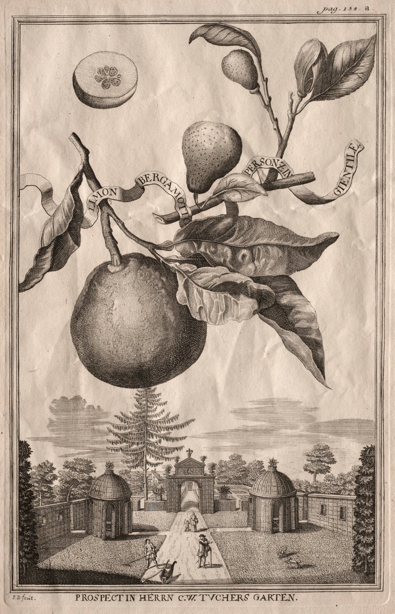 Nurnbergische Hesperides: Limon bergamotto personzin gientile, 1714 da Joseph de Montalegre