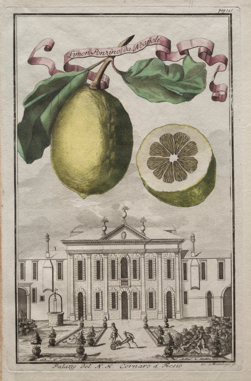 Nurnbergische Hesperides: No125 - Limon Ponzino da Neapoli. Palazzo del N. H. Cornaro à Fiesso, c170 da Joseph de Montalegre