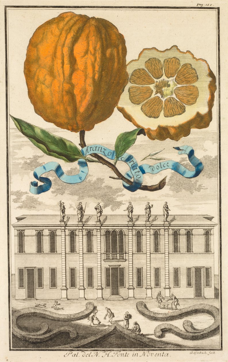 Nurnbergische Hesperides: No. 185 - Aranzo Striato dolce. Palazzo del N. H. Fonte a Noventa da Joseph de Montalegre
