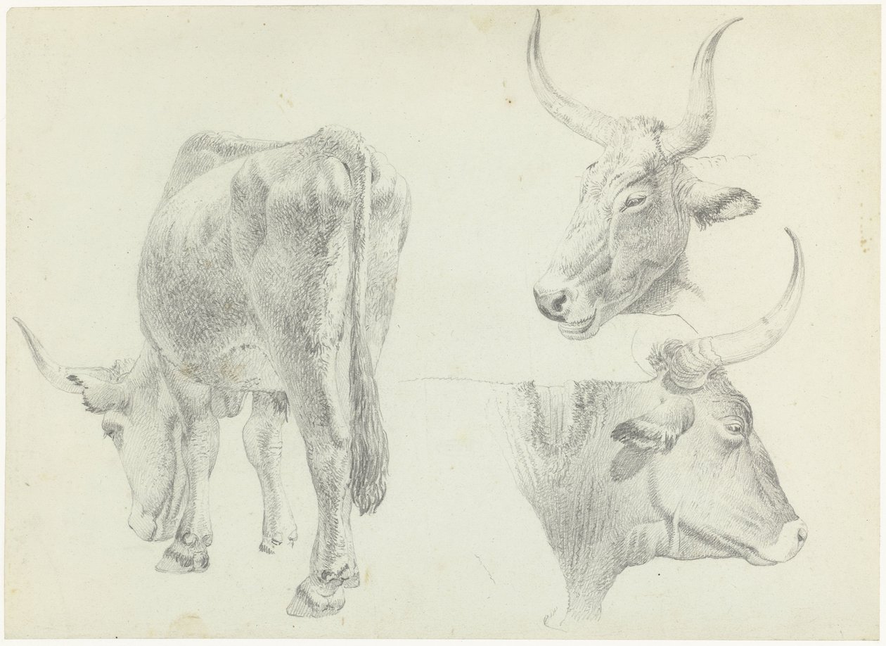 Tre studi di bovini italiani da Josephus Augustus Knip