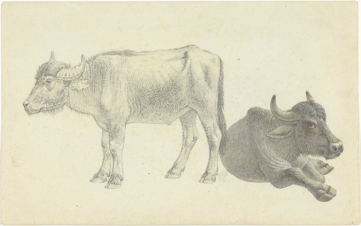Bovino sdraiato e in piedi da Josephus Augustus Knip