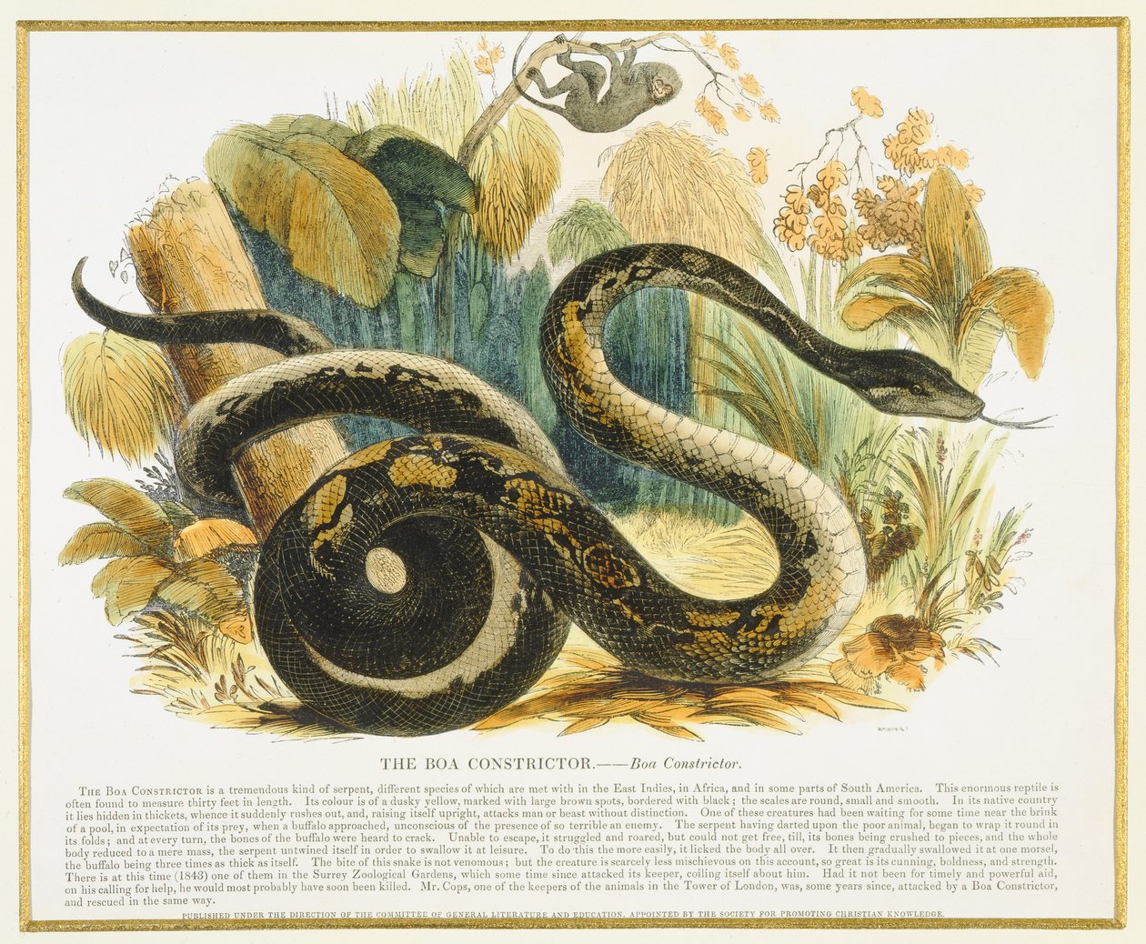 Il boa constrictor, illustrazione educativa pubblicata dalla Society for Promoting Christian Knowledge, 1843 da Josiah Wood Whymper