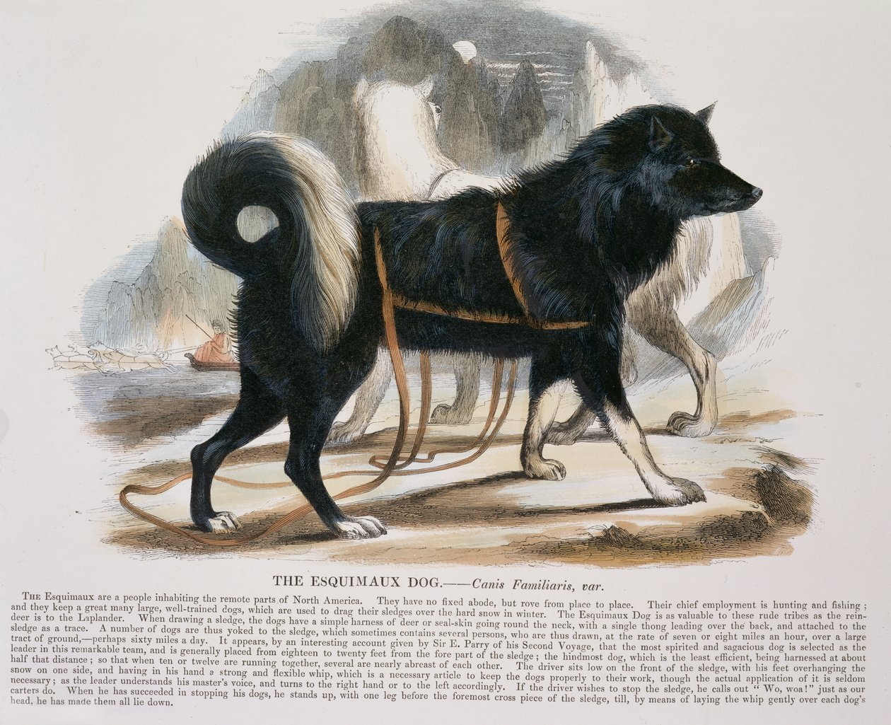 Il cane esquimese (Canis familiaris) illustrazione educativa pub. dalla Society for Promoting Christian Knowledge, 1843 da Josiah Wood Whymper