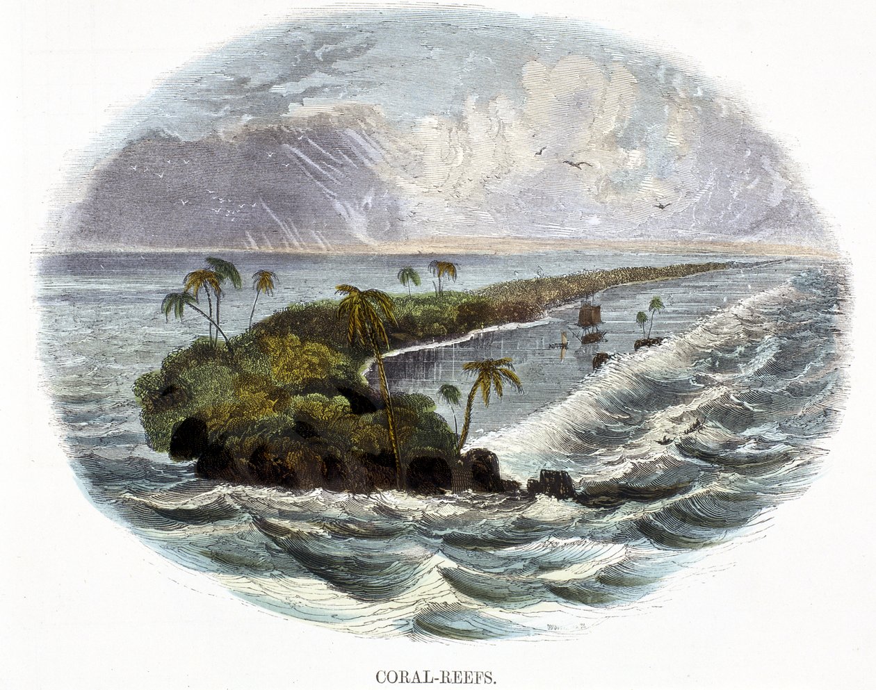 Barriere Coralline, da Fenomeni della Natura, 1849 da Josiah Wood Whymper